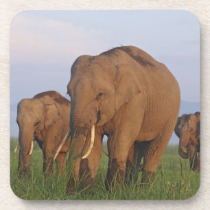 Dessous-de-verre Éléphants indiens dans la prairie