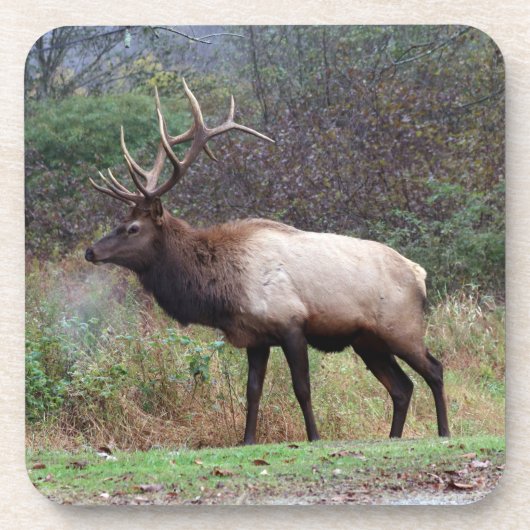 Dessous de verre Elk (Devant)