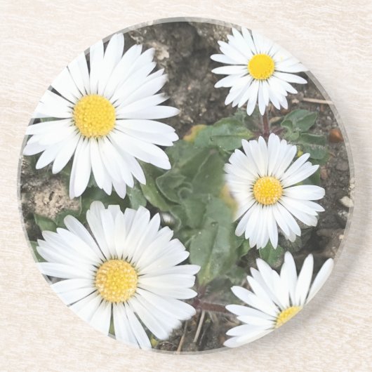Dessous De Verre En Grès 5e anniversaire, bois et marguerites (Devant)