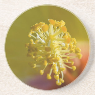 Dessous De Verre En Grès À l'intérieur d'un Hibiscus hawaïen jaune