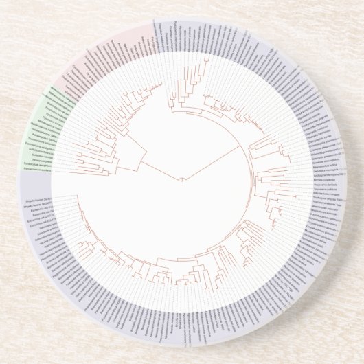 Dessous De Verre En Grès A phylogenetic tree of life Chart (Devant)