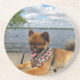 Dessous De Verre En Grès Adorable chien spitz nain furieux