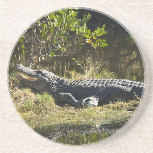 Dessous De Verre En Grès Alligator Américain se reposant Zone humide Nature (Devant)