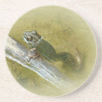 American Bullfrog - Rana catesbeiana
