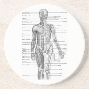 Dessous De Verre En Grès Anatomie humaine