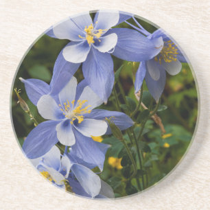Dessous De Verre En Grès Ancolie bleue du Colorado près de Telluride Colora