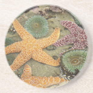 Dessous De Verre En Grès Anémones géantes vertes et étoiles de mer ocres