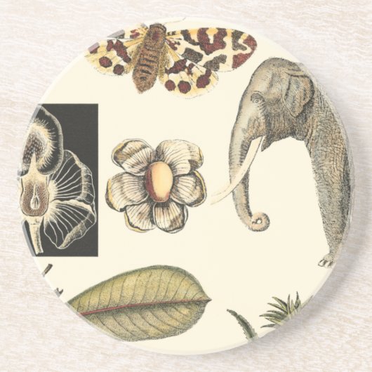 Dessous De Verre En Grès Animaux agressés peints sur Arrière - plan de crèm (Devant)