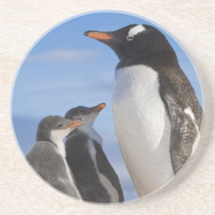 Dessous De Verre En Grès Antarctique, Anse Neko. Manchot gentoo 2