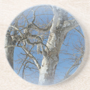 Dessous De Verre En Grès Arbre de sycomore contre des articles de ciel