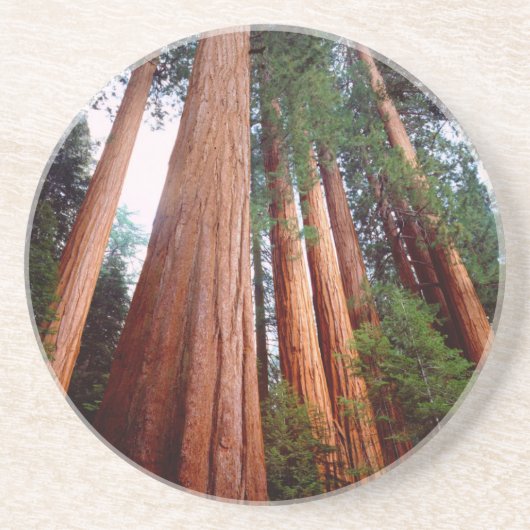 Dessous De Verre En Grès Arbres séquoias géants à l'état sauvage (Devant)