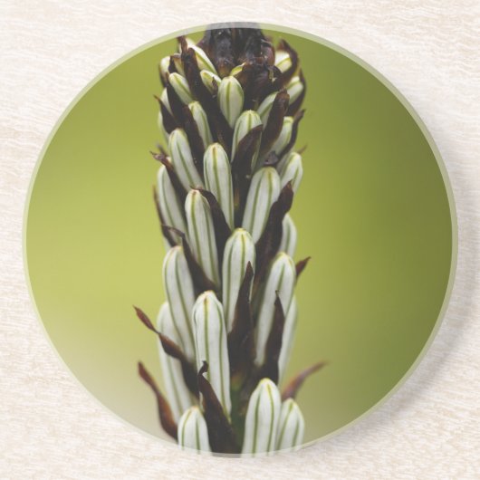 Dessous De Verre En Grès Asphodel blanc (albus d'asphodèle) (Devant)