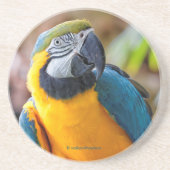 Dessous De Verre En Grès Beau oiseau de perroquet bleu et or Macaw (Devant)