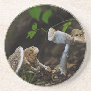 Dessous De Verre En Grès Beauté douteuse