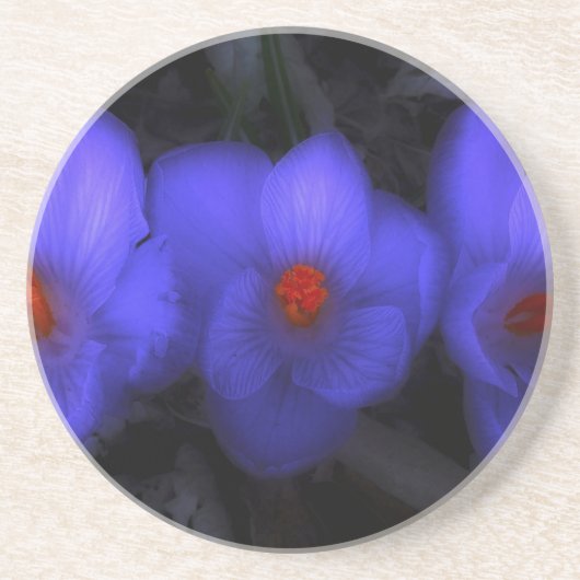 Dessous De Verre En Grès Belle floraison de crocus bleu pourpre (Devant)