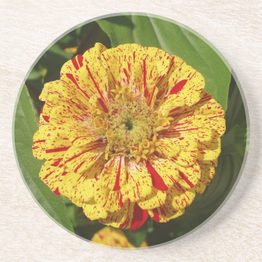 Dessous De Verre En Grès Belle Zinnia (Devant)