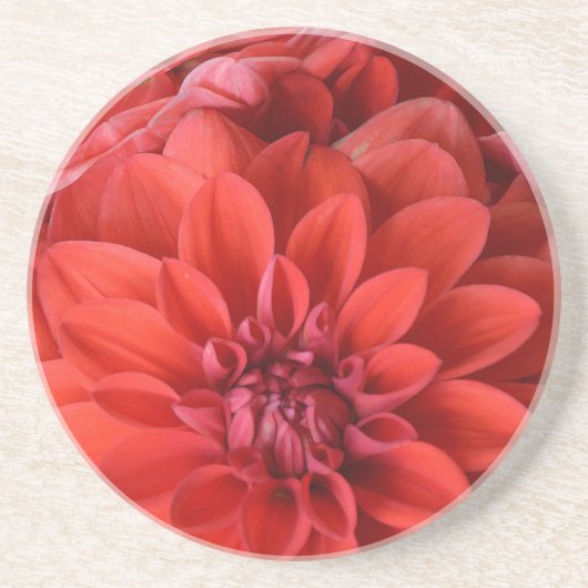 Dessous De Verre En Grès Belles fleurs de dahlia rouge (Devant)