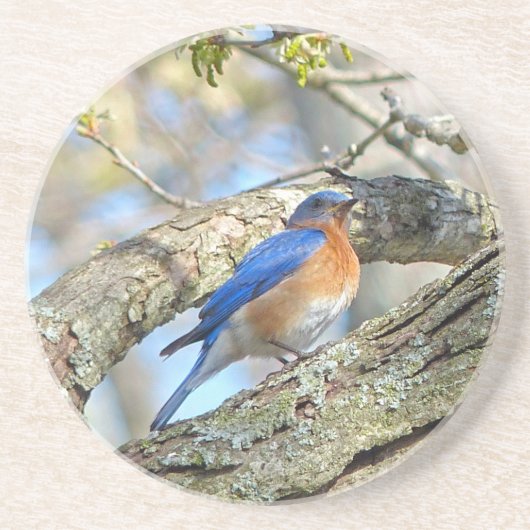 Dessous De Verre En Grès Bluebird (Devant)