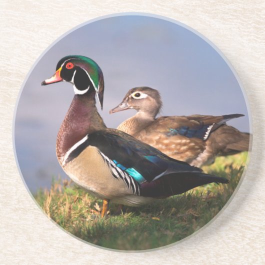 Dessous De Verre En Grès Bord de lac, Canard branchu (Devant)