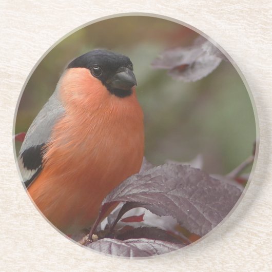 Dessous De Verre En Grès Bull Finch (Devant)