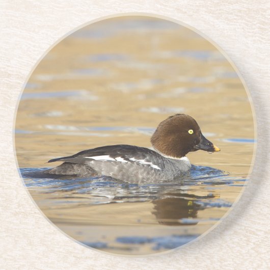Dessous De Verre En Grès Canard commun de Goldeneye (Devant)