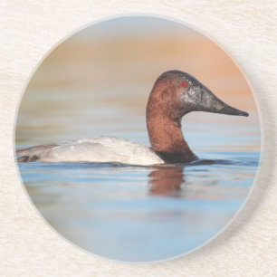 Dessous De Verre En Grès Canard de Canvasback mâle