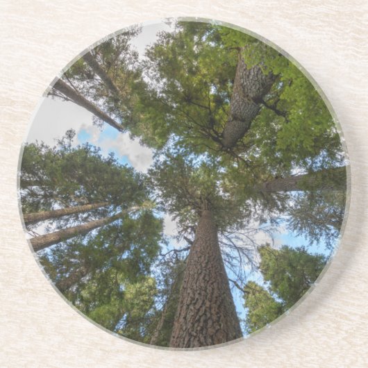 Dessous De Verre En Grès canopée de sapin de Douglas (Devant)