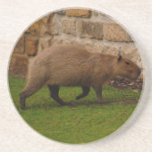 Dessous De Verre En Grès capybara (Devant)