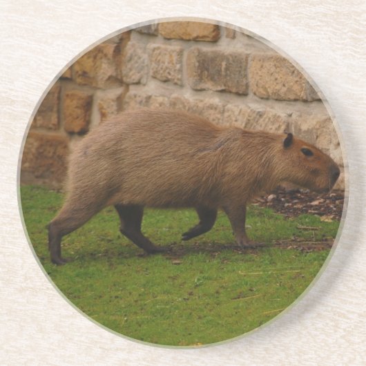 Dessous De Verre En Grès capybara (Devant)