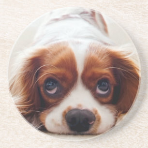 Dessous De Verre En Grès Cavalier Charles Spaniel
