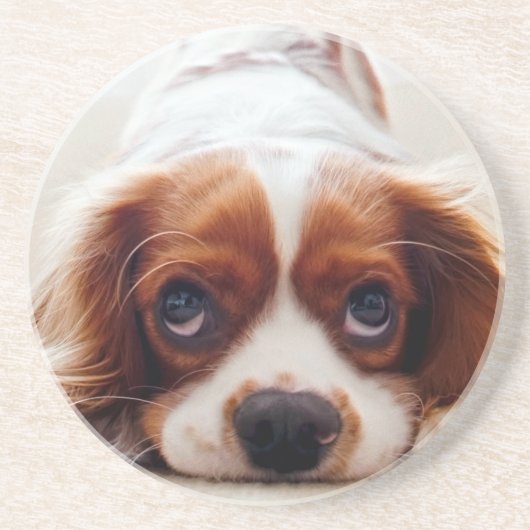 Dessous De Verre En Grès Cavalier King Charles Spaniel (Devant)