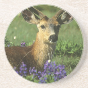 Dessous De Verre En Grès Cerf à queue noire, Odocoileus hemionus