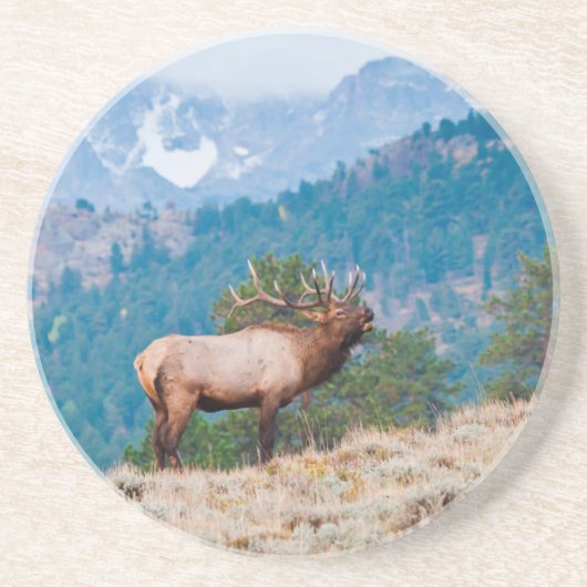 Dessous De Verre En Grès Cerf (Cervus Elephus) mâle bramant (Devant)