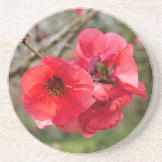Dessous De Verre En Grès Chaenomeles speciosa (Devant)
