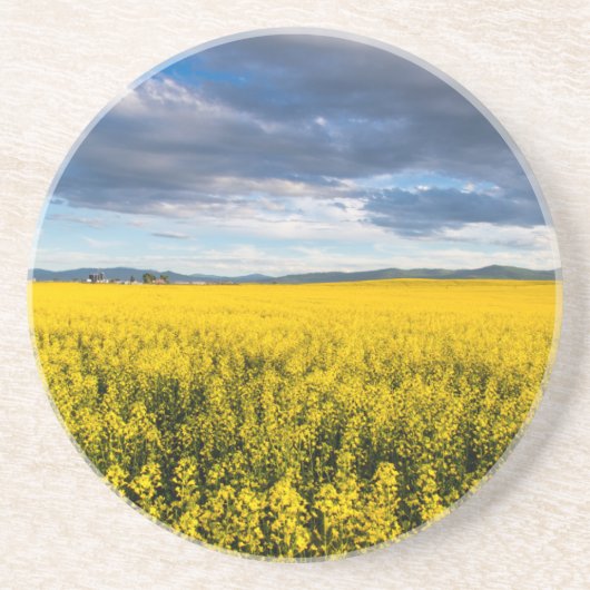 Dessous De Verre En Grès Champ de canola dans la lumière du soir (Devant)