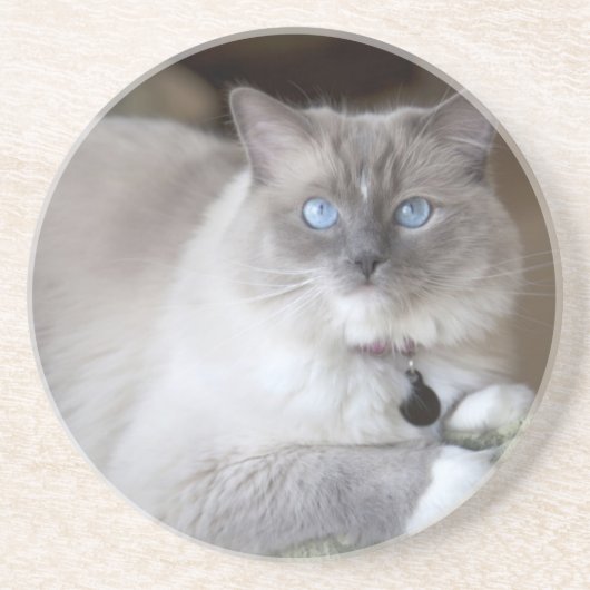 Dessous De Verre En Grès Chatte Ragdoll (Devant)