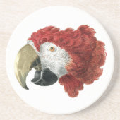 Dessous De Verre En Grès Chef d'une Macaw (1725-1792) Aert Schouman (Devant)