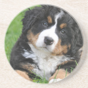 Dessous De Verre En Grès Chien de montagne de Bernese