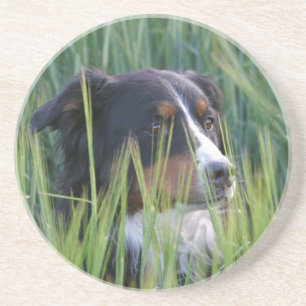 Dessous De Verre En Grès Chien mouton dans l'herbe