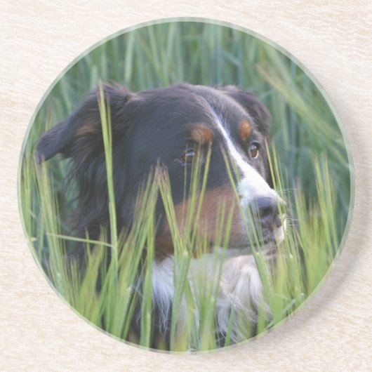 Dessous De Verre En Grès Chien mouton dans l'herbe (Devant)