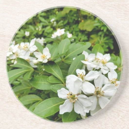 Dessous De Verre En Grès Choisya Ternata (Devant)