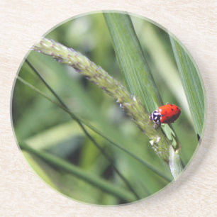 Dessous De Verre En Grès Coccinelle (Coccinellidae)