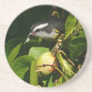 Dessous De Verre En Grès Colibri à gorge blanche mangeant Photographie trop