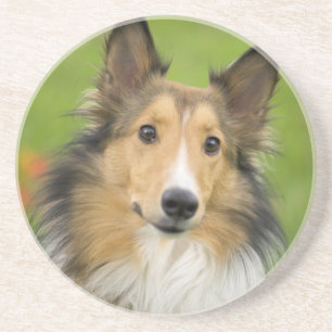Dessous De Verre En Grès Colley Rough, chien