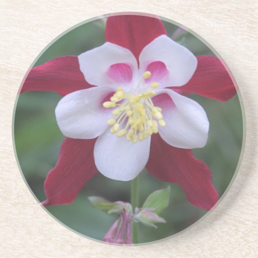 Dessous De Verre En Grès Columbine (Devant)