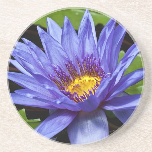 Dessous De Verre En Grès Conception botanique florale de nénuphar tropical (Devant)