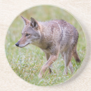 Dessous De Verre En Grès Coyote dans un champ, Cades Cove