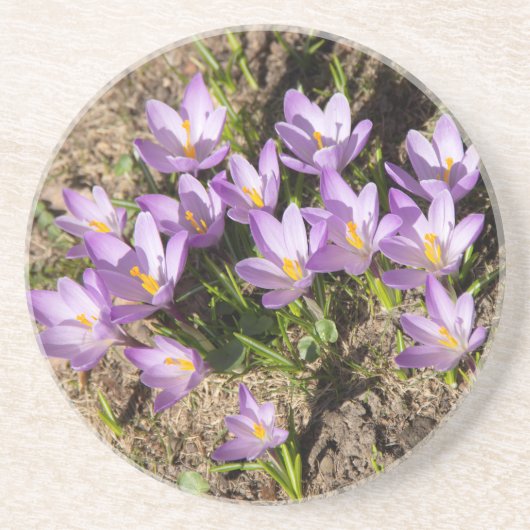 Dessous De Verre En Grès Crocus de printemps mignons (Devant)