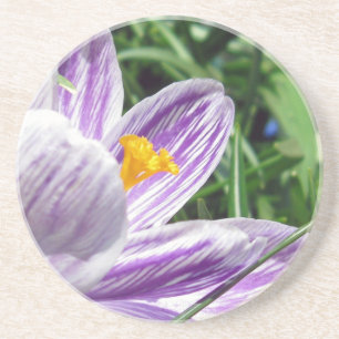 Dessous De Verre En Grès Crocus de printemps violet
