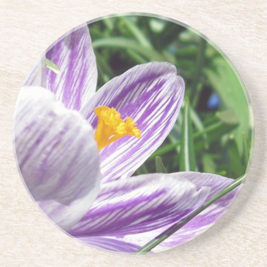 Dessous De Verre En Grès Crocus de printemps violet (Devant)